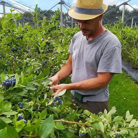 Bed & Breakfast I Mirtilli