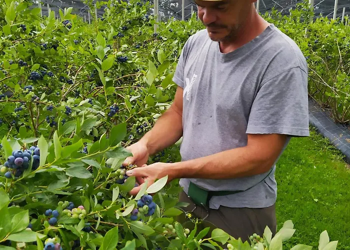 Bed & Breakfast I Mirtilli